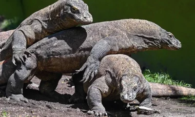 Hobbits da Indonésia: Nova pesquisa sugere que se alimentavam de restos de dragões-de-komodo