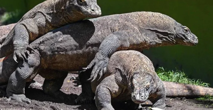 Hobbits da Indonésia: Nova pesquisa sugere que se alimentavam de restos de dragões-de-komodo