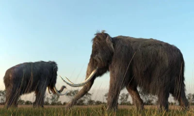 Primeiros americanos se especializaram na caça de megafauna da Era do Gelo, aponta estudo