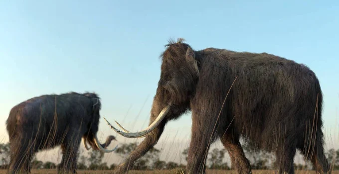 Primeiros americanos se especializaram na caça de megafauna da Era do Gelo, aponta estudo