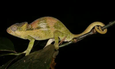 Quatro novas espécies de camaleões descobertas em Moçambique homenageiam cientistas pioneiras