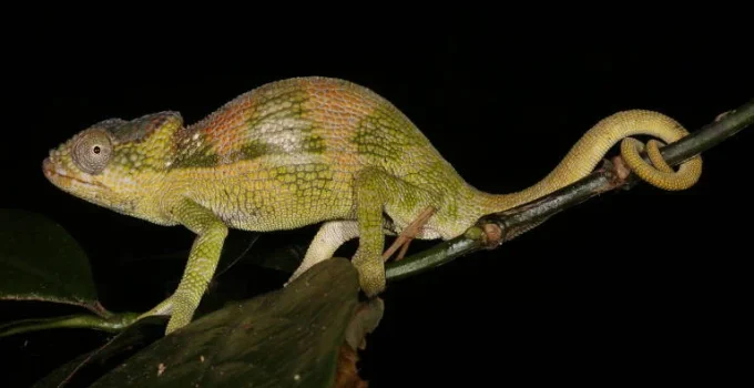 Quatro novas espécies de camaleões descobertas em Moçambique homenageiam cientistas pioneiras