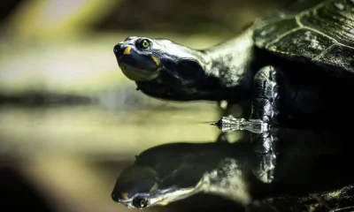 Tartarugas podem ter parentesco evolutivo com crocodilos e aves, aponta estudo