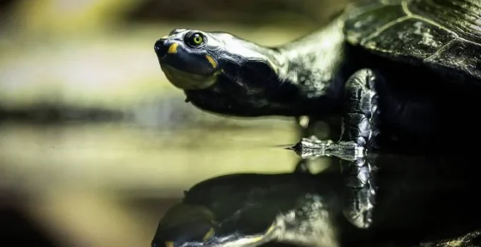 Tartarugas podem ter parentesco evolutivo com crocodilos e aves, aponta estudo
