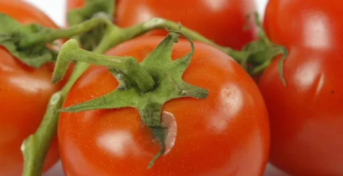 Licopeno: Além do tomate, antioxidante poderoso é encontrado em frutas cítricas