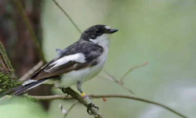 Ambiente de Criação Influencia Destino Migratório de Aves, Revela Estudo