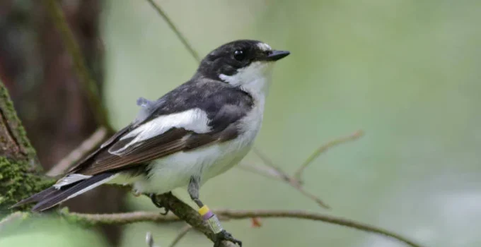 Ambiente de Criação Influencia Destino Migratório de Aves, Revela Estudo