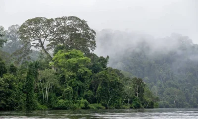 Gigantes da floresta: como árvores altíssimas superam a gravidade para levar água ao topo