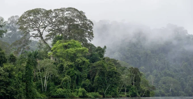 Gigantes da floresta: como árvores altíssimas superam a gravidade para levar água ao topo