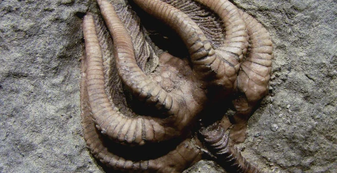 Sobreviventes da pior extinção em massa suportaram melhor aquecimento global Sobreviventes da pior extinção em massa suportaram melhor aquecimento global