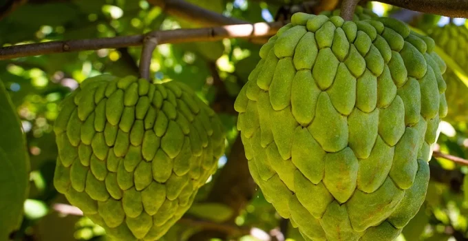 Atemoia conquista o paladar brasileiro: o que explica o sucesso da fruta híbrida?