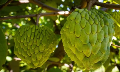 Atemoia Desbanca Fruta-do-conde e Conquista Mercado Brasileiro