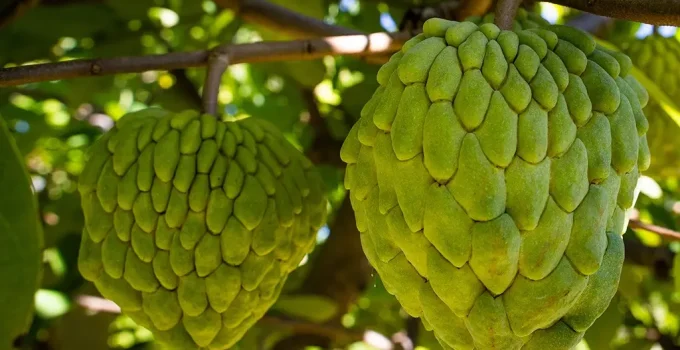 Atemoia Desbanca Fruta-do-conde e Conquista Mercado Brasileiro Atemoia Desbanca Fruta-do-conde e Conquista Mercado Brasileiro