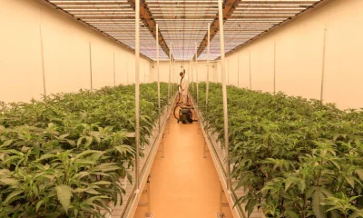 Alemanha: Legalização da maconha patina e mercado ilegal resiste a dois anos de reforma