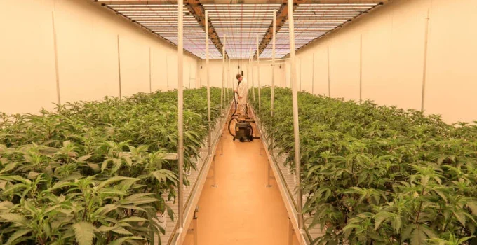 Alemanha: Legalização da maconha patina e mercado ilegal resiste a dois anos de reforma Alemanha: Legalização da maconha patina e mercado ilegal resiste a dois anos de reforma