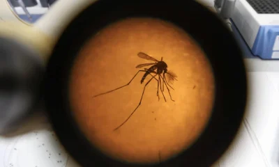 Eurofarma anuncia parceria para trazer nova vacina contra chikungunya ao Brasil