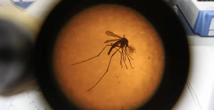 Eurofarma anuncia parceria para trazer nova vacina contra chikungunya ao Brasil Eurofarma anuncia parceria para trazer nova vacina contra chikungunya ao Brasil