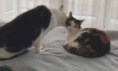 Lambidas de Gatos: Amizade ou Agressão Sutil?