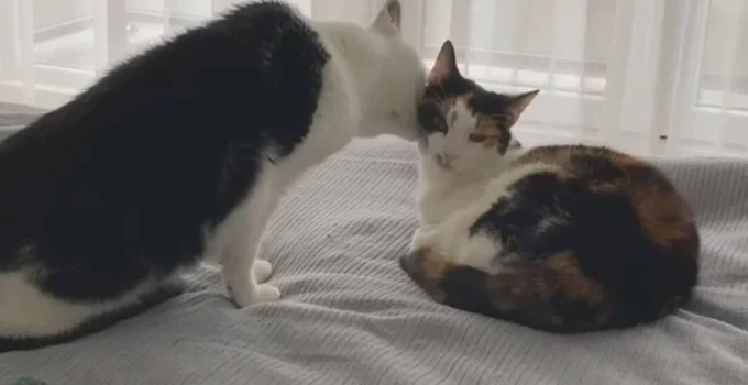 Lambidas de Gatos: Amizade ou Agressão Sutil?