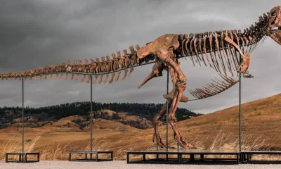 Fóssil de Tiranossauro Rex é Vendido por R$ 256 Milhões em Leilão da Sotheby's
