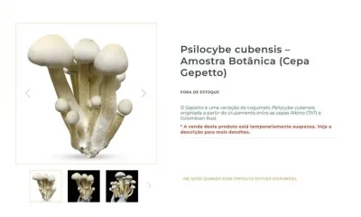 Site Natureza Divina suspende venda de cogumelos mágicos após investigação de tráfico