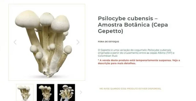 Site Natureza Divina suspende venda de cogumelos mágicos após investigação de tráfico Site Natureza Divina suspende venda de cogumelos mágicos após investigação de tráfico