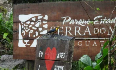 Serra do Mar: Santuários de Mata Atlântica Revelam Riqueza Avifaunística no Litoral Paulista