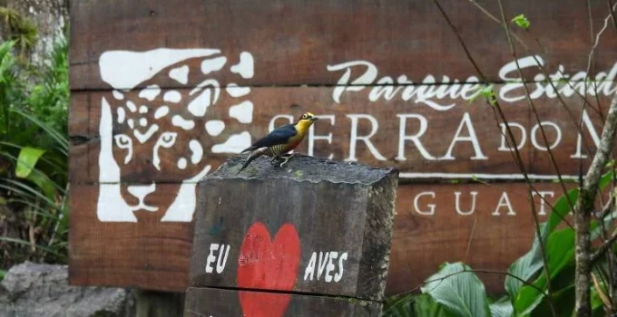 Serra do Mar: Santuários de Mata Atlântica Revelam Riqueza Avifaunística no Litoral Paulista