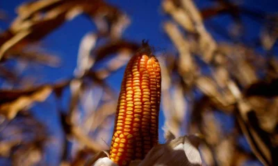 Cerrado: Milho e grandes aldeias floresceram há mil anos, revela estudo
