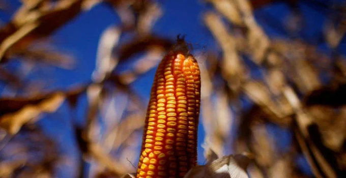 Cerrado: Milho e grandes aldeias floresceram há mil anos, revela estudo