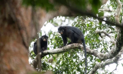 Macaco com vocalização de sapo é descrito como nova espécie no Congo