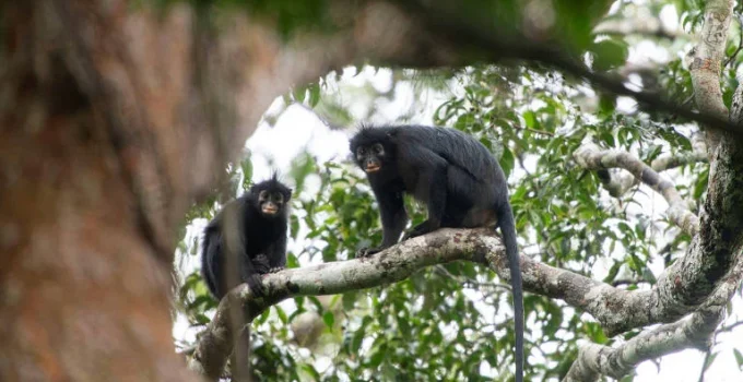 Macaco com vocalização de sapo é descrito como nova espécie no Congo