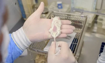 Biobanco em Curitiba é referência mundial em amostras de tumores pediátricos raros