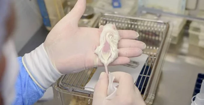 Biobanco em Curitiba é referência mundial em amostras de tumores pediátricos raros Biobanco em Curitiba é referência mundial em amostras de tumores pediátricos raros