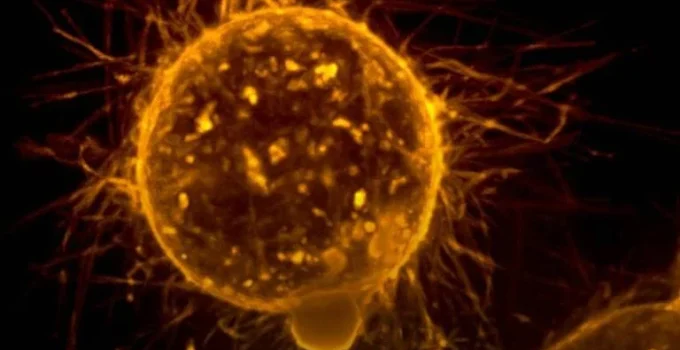 Jovens envelhecem biologicamente mais rápido, aumentando risco de câncer precoce