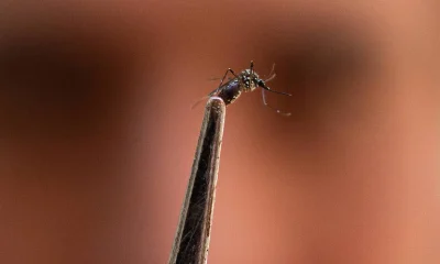 Anvisa autoriza por cinco anos produção de mosquitos Aedes aegypti com Wolbachia
