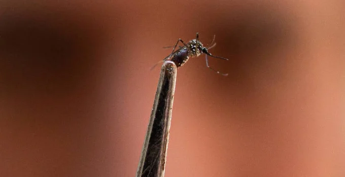 Anvisa autoriza por cinco anos produção de mosquitos Aedes aegypti com Wolbachia Anvisa autoriza por cinco anos produção de mosquitos Aedes aegypti com Wolbachia