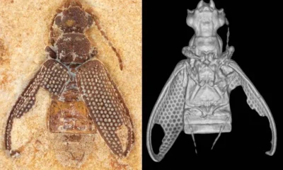 Fósseis de besouros da Era dos Dinossauros são descobertos no Nordeste brasileiro