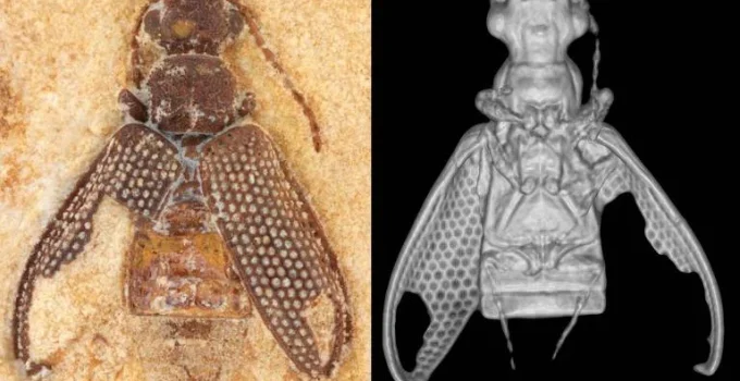 Fósseis de besouros da Era dos Dinossauros são descobertos no Nordeste brasileiro