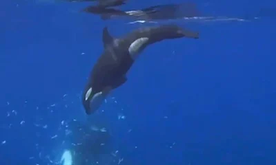 Orcas demonstram tática brutal e coordenada para despedaçar peixes-lua gigantes