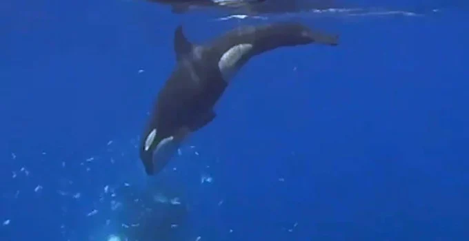 Orcas demonstram tática brutal e coordenada para despedaçar peixes-lua gigantes