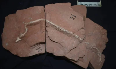 Serpente ancestral brasileira revela segredos da vida subterrânea