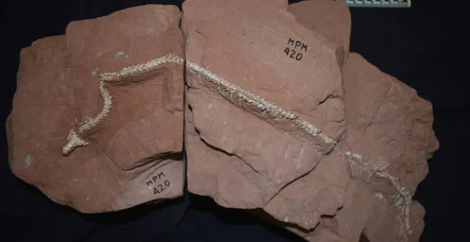 Serpente ancestral brasileira revela segredos da vida subterrânea Serpente ancestral brasileira revela segredos da vida subterrânea