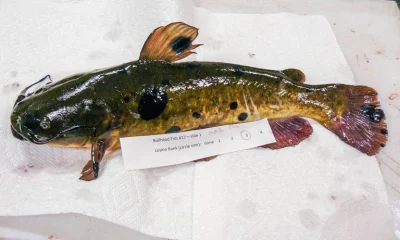 Câncer contagioso se espalha entre peixes em lago na fronteira EUA-Canadá