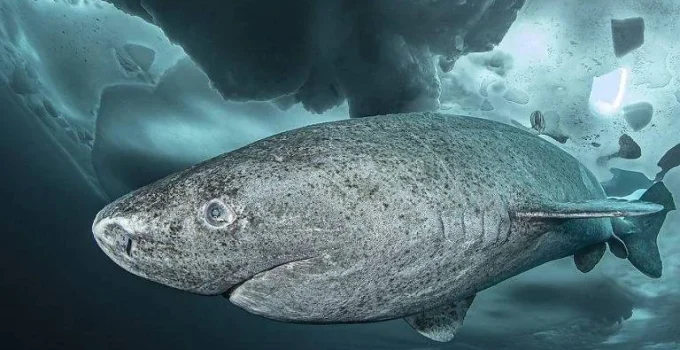 O Segredo da Longevidade: O Que um Tubarão de 400 Anos Revela Sobre a Vida O Segredo da Longevidade: O Que um Tubarão de 400 Anos Revela Sobre a Vida