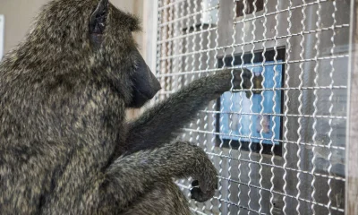 Macacos e humanos compartilham a mesma base intuitiva para geometria, aponta estudo