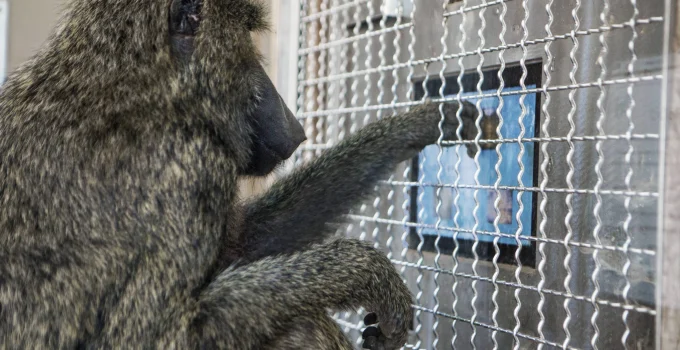 Macacos e humanos compartilham a mesma base intuitiva para geometria, aponta estudo
