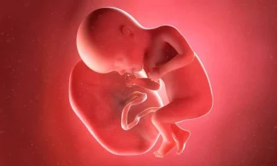 Tráfico de Placentas Humanas: Rede Internacional Desmantelada no Paquistão para Produção de Injeções Antienvelhecimento