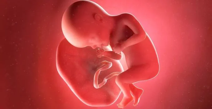 Tráfico de Placentas Humanas: Rede Internacional Desmantelada no Paquistão para Produção de Injeções Antienvelhecimento