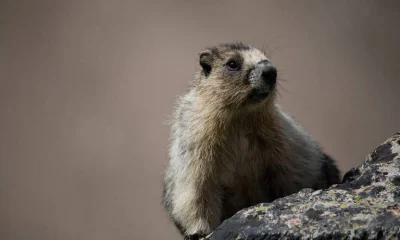 Marmotas em apuros: Cientistas recorrem ao OnlyFans para financiar pesquisas